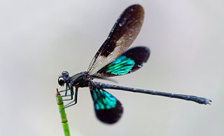 About Maria Michalakopoulou Counselling